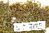  (Hygroamblystegium - CCDB-25691-H05)  @11 [ ] CreativeCommons - Attribution Non-Commercial Share-Alike (2018) Masha L. Kuzmina Canadian Centre for DNA Barcoding