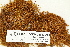  (Tortula deciduidentata - CCDB-25692-A04)  @11 [ ] CreativeCommons - Attribution Non-Commercial Share-Alike (2018) Masha L. Kuzmina Canadian Centre for DNA Barcoding
