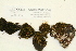  ( - CCDB-25692-C05)  @11 [ ] CreativeCommons - Attribution Non-Commercial Share-Alike (2018) Masha L. Kuzmina Canadian Centre for DNA Barcoding