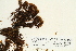  ( - CCDB-25692-D05)  @11 [ ] CreativeCommons - Attribution Non-Commercial Share-Alike (2018) Masha L. Kuzmina Canadian Centre for DNA Barcoding
