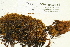  ( - CCDB-25692-E05)  @11 [ ] CreativeCommons - Attribution Non-Commercial Share-Alike (2018) Masha L. Kuzmina Canadian Centre for DNA Barcoding