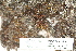  ( - CCDB-25692-G11)  @11 [ ] CreativeCommons - Attribution Non-Commercial Share-Alike (2018) Masha L. Kuzmina Canadian Centre for DNA Barcoding
