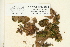  (Tortula obtusifolia - CCDB-25692-H09)  @11 [ ] CreativeCommons - Attribution Non-Commercial Share-Alike (2018) Masha L. Kuzmina Canadian Centre for DNA Barcoding
