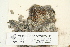 ( - CCDB-25692-H11)  @11 [ ] CreativeCommons - Attribution Non-Commercial Share-Alike (2018) Masha L. Kuzmina Canadian Centre for DNA Barcoding