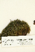  (Grimmia funalis - CCDB-25693-H03)  @11 [ ] CreativeCommons - Attribution Non-Commercial Share-Alike (2018) Masha L. Kuzmina Canadian Centre for DNA Barcoding