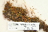  (Tortula subulata - CCDB-25694-A11)  @11 [ ] CreativeCommons - Attribution Non-Commercial Share-Alike (2018) Masha L. Kuzmina Canadian Centre for DNA Barcoding