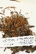  (Syntrichia laevipila - CCDB-25694-B11)  @11 [ ] CreativeCommons - Attribution Non-Commercial Share-Alike (2018) Masha L. Kuzmina Canadian Centre for DNA Barcoding