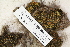  ( - CCDB-25694-C03)  @11 [ ] CreativeCommons - Attribution Non-Commercial Share-Alike (2018) Masha L. Kuzmina Canadian Centre for DNA Barcoding
