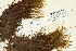  ( - CCDB-25694-D01)  @11 [ ] CreativeCommons - Attribution Non-Commercial Share-Alike (2018) Masha L. Kuzmina Canadian Centre for DNA Barcoding
