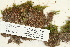  (Timmia megapolitana subsp. bavarica - CCDB-25694-D05)  @11 [ ] CreativeCommons - Attribution Non-Commercial Share-Alike (2018) Masha L. Kuzmina Canadian Centre for DNA Barcoding