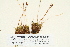  (Voitia - CCDB-25695-A01)  @11 [ ] CreativeCommons - Attribution Non-Commercial Share-Alike (2018) Masha L. Kuzmina Canadian Centre for DNA Barcoding