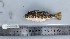  (Sphoeroides greeleyi - SC-005)  @11 [ ] copyright © (2024) Nicolas Loiseau UFRPE-DEPAq