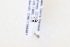  ( - CNC1196451)  @11 [ ] CreativeCommons - Attribution Share-Alike (2024) Unspecified Canadian National Collection of Insects, Arachnids and Nematodes