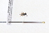  ( - CNC1196502)  @11 [ ] CreativeCommons - Attribution Share-Alike (2024) Unspecified Canadian National Collection of Insects, Arachnids and Nematodes