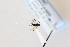  ( - CNC1559016)  @11 [ ] CreativeCommons - Attribution Share-Alike (2024) Unspecified Canadian National Collection of Insects, Arachnids and Nematodes