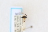  ( - CNC1557939)  @11 [ ] CreativeCommons - Attribution Share-Alike (2024) Unspecified Canadian National Collection of Insects, Arachnids and Nematodes