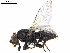  ( - BIOUG52777-F03)  @11 [ ] CreativeCommons - Attribution (2020) CBG Photography Group Centre for Biodiversity Genomics