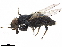 ( - BIOUG52777-F04)  @11 [ ] CreativeCommons - Attribution (2020) CBG Photography Group Centre for Biodiversity Genomics