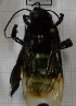  ( - 05664 G10-EnUNA)  @12 [ ] CreativeCommons - Attribution Non-Commercial Share-Alike (2015) Unspecified Universidade Federal de Minas Gerais