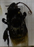  ( - 05664 H08-EnURU)  @12 [ ] CreativeCommons - Attribution Non-Commercial Share-Alike (2015) Unspecified Universidade Federal de Minas Gerais