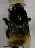  ( - 14487 H06-EnPS)  @11 [ ] CreativeCommons - Attribution Non-Commercial Share-Alike (2015) Unspecified Universidade Federal de Minas Gerais