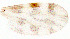 ( - ww08437)  @12 [ ] Copyright (2011) Glenn Bellis Northern Australia Quarantine Strategy (NAQS)