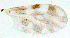 ( - ww08444)  @12 [ ] Copyright (2011) Glenn Bellis Northern Australia Quarantine Strategy (NAQS)