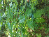  ( - CECOAL-PLANT-085)  @11 [ ] CreativeCommons - Attribution Non-Commercial  Unspecified CECOAL
