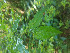  ( - CECOAL-PLANT-085)  @11 [ ] CreativeCommons - Attribution Non-Commercial  Unspecified CECOAL