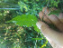  ( - CECOAL-PLANT-085)  @11 [ ] CreativeCommons - Attribution Non-Commercial  Unspecified CECOAL