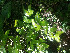  ( - CECOAL-PLANT-091)  @11 [ ] CreativeCommons - Attribution Non-Commercial  Unspecified CECOAL