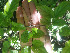  ( - CECOAL-PLANT-091)  @11 [ ] CreativeCommons - Attribution Non-Commercial  Unspecified CECOAL