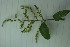  ( - CECOAL-PLANT-094)  @11 [ ] CreativeCommons - Attribution Non-Commercial  Unspecified CECOAL