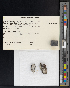  (Mycoblastus sanguinarioides - CCDB-51018-F07)  @11 [ ] CreativeCommons - Attribution Non-Commercial Share-Alike (2025) Canadian Museum of Nature Canadian Museum of Nature