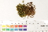  ( - CCDB-34698-A09)  @11 [ ] CreativeCommons - Attribution (2019) CBG Photography Group Centre for Biodiversity Genomics