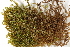  ( - CCDB-34698-A09)  @11 [ ] CreativeCommons - Attribution (2019) CBG Photography Group Centre for Biodiversity Genomics
