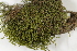  (Meesia - CCDB-34698-B03)  @11 [ ] CreativeCommons - Attribution (2019) CBG Photography Group Centre for Biodiversity Genomics