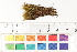  (Platydictya - CCDB-34698-B06)  @11 [ ] CreativeCommons - Attribution (2019) CBG Photography Group Centre for Biodiversity Genomics