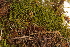  (Splachnum luteum - CCDB-34698-C02)  @11 [ ] CreativeCommons - Attribution (2019) CBG Photography Group Centre for Biodiversity Genomics