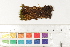  ( - CCDB-34698-D07)  @11 [ ] CreativeCommons - Attribution (2019) CBG Photography Group Centre for Biodiversity Genomics