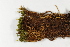  ( - CCDB-34698-D07)  @11 [ ] CreativeCommons - Attribution (2019) CBG Photography Group Centre for Biodiversity Genomics