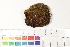  ( - CCDB-34698-D08)  @11 [ ] CreativeCommons - Attribution (2019) CBG Photography Group Centre for Biodiversity Genomics