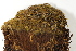  ( - CCDB-34698-D08)  @11 [ ] CreativeCommons - Attribution (2019) CBG Photography Group Centre for Biodiversity Genomics