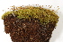 ( - CCDB-34698-F10)  @11 [ ] CreativeCommons - Attribution (2019) CBG Photography Group Centre for Biodiversity Genomics