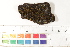  ( - CCDB-34698-F11)  @11 [ ] CreativeCommons - Attribution (2019) CBG Photography Group Centre for Biodiversity Genomics