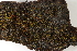  ( - CCDB-34698-F11)  @11 [ ] CreativeCommons - Attribution (2019) CBG Photography Group Centre for Biodiversity Genomics