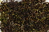  ( - CCDB-34698-G07)  @11 [ ] CreativeCommons - Attribution (2019) CBG Photography Group Centre for Biodiversity Genomics