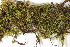  ( - CCDB-34698-G09)  @11 [ ] CreativeCommons - Attribution (2019) CBG Photography Group Centre for Biodiversity Genomics