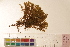  (Abietinella - CCDB-34700-A02)  @11 [ ] CreativeCommons - Attribution (2019) CBG Photography Group Centre for Biodiversity Genomics