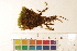  ( - CCDB-34700-A09)  @11 [ ] CreativeCommons - Attribution (2019) CBG Photography Group Centre for Biodiversity Genomics